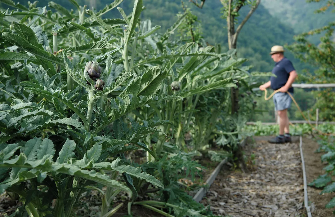 Laqua Countryside-1