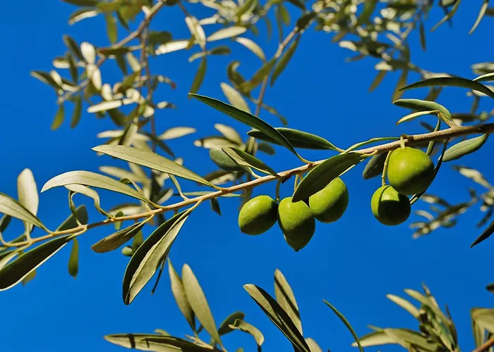 Kallikoros Country Resort & Spa Noto