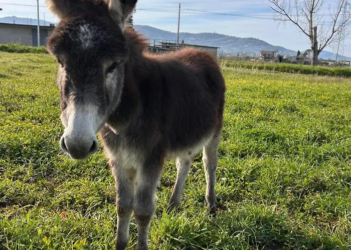 Affittacamere Jamm Jà Paestum