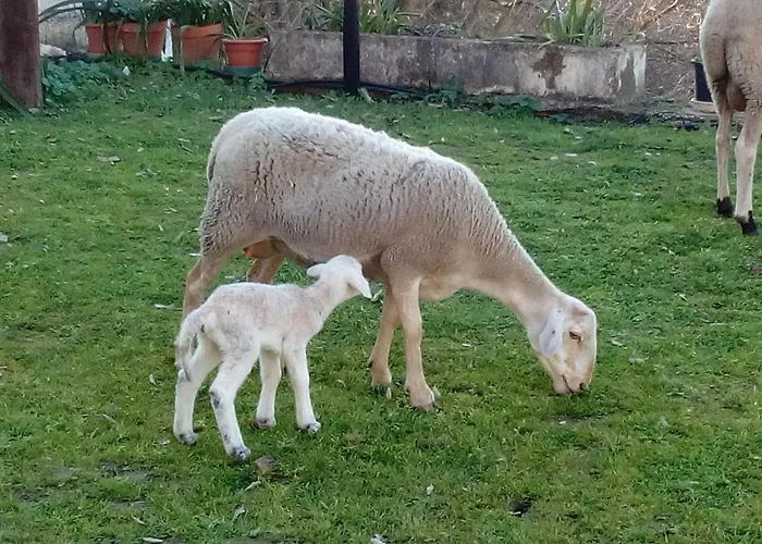 Alojamiento Rural Manantial de los Cañitos El Bosque 