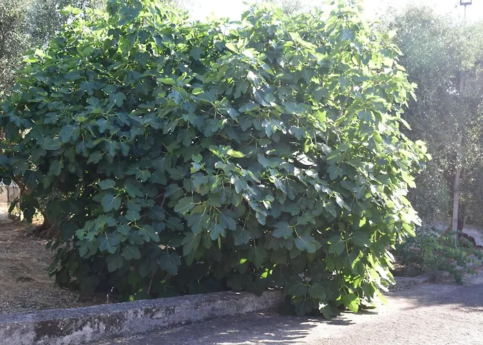 Albergo 2 Pini Rodi Garganico